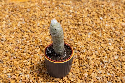 Old Man Cactus ‘Cephalocereus Senilis plant