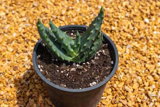 Aloe aculeata, sekope or red hot poker aloe closeup