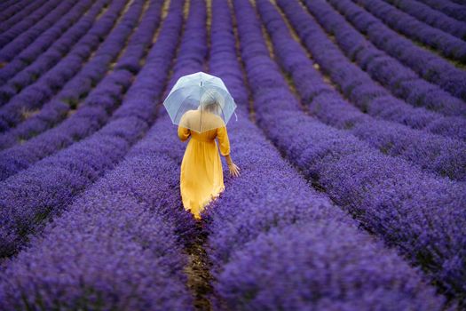 A middle-aged woman in a lavender field walks under an umbrella on a rainy day and enjoys aromatherapy. Aromatherapy concept, lavender oil, photo session in lavender.