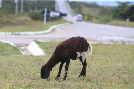 serra preta, bahia, brazil - september 13, 2022: sheep on the side of the BA 052 highway in the city of Serra Preta.