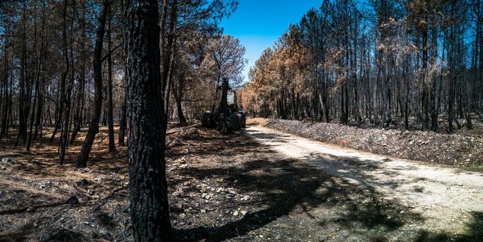 Burnt pine tree forest and machinery waiting for the job