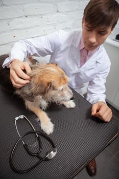 Vertical shot of a male vet comforting scared shelter dog before medical examination