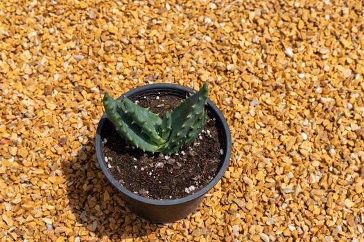 Aloe aculeata or ngopanie succulents in a pot high angle view