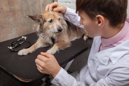 Adorable mixed breed rescue dog looking at the veterinarian during medical examination