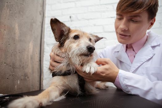 Adorable fluffy mixed breed shelter dog having his paws examined by professional veterinarian