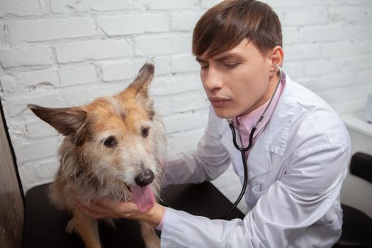 Male veterinarian checking heart and breathing of a mixed breed puppy with a stethoscope