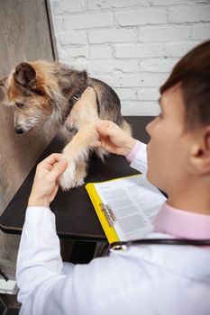 Vertical shot of a lovely shelter dog having its paws examined by veterinarian