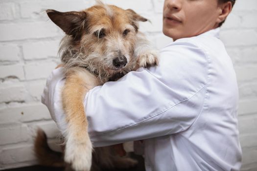 Cropped shot of a male vet hugging lovely fluffy mixed breed puppy at his clinic