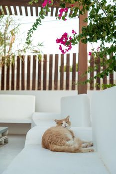 Black and orange cat lying on a white bench