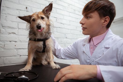Adorable fluffy shelter dog sticking out his tongue while male vet petting him