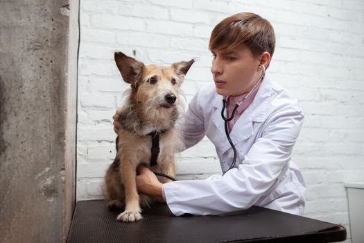 Professional vet using stethoscope, examining cute fluffy mixed breed shelter dog at his clinic