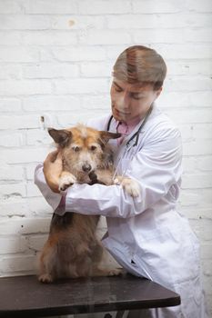 Vertical shot of a male vet comforting scared shelter dog after medical examination at clinic