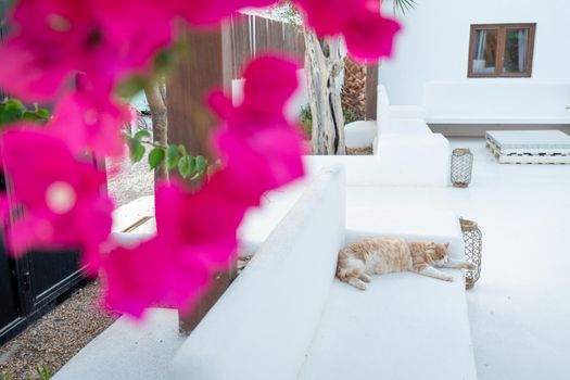 Black and orange cat lying on a white bench