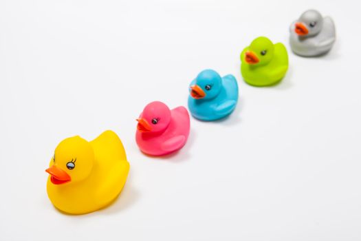 Colorful rubber ducks following leading rubber duck