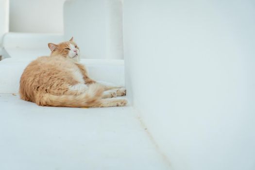 Black and orange cat lying on a white bench