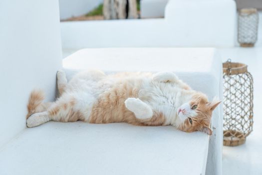 Black and orange cat lying on a white bench