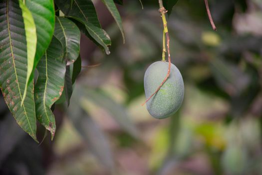 green unripe mangoes hanging on trees to the dense jungle showing this exotic sweet fruit that grows in India, asia