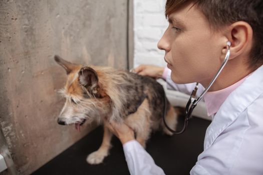 Close up of a male vet using stethoscope, examining mixed breed shelter dog at his clinic