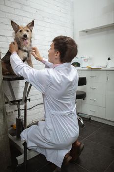 Vertical full length shot of a happy shelter dog looking to the camera during medical exam by veterinarian