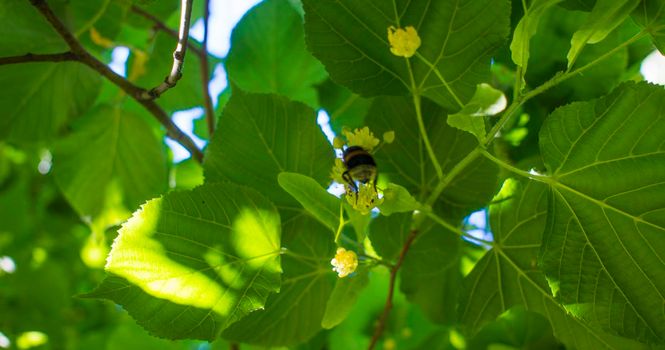 Close up of the clusters of blooming flowers of common life Tilia x europaea, also known as linden, basswood, lime tree, lime bush.bumblebee collects nectar, lime honey