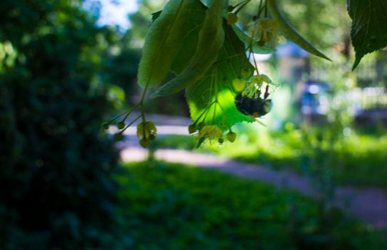 Close up of the clusters of blooming flowers of common life Tilia x europaea, also known as linden, basswood, lime tree, lime bush.bumblebee collects nectar, lime honey