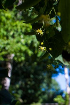 Close up of the clusters of blooming flowers of common life Tilia x europaea, also known as linden, basswood, lime tree, lime bush.bumblebee collects nectar, lime honey