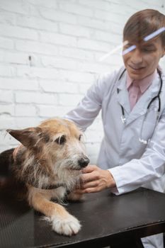 Vertical shot of a cheerful male veterinarian petting scared mixed breed shelter dog