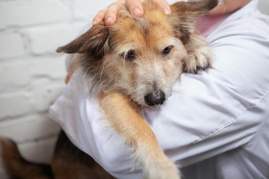 Close up o fa cute fluffy mixed breed dog in the arms of a veterinarian