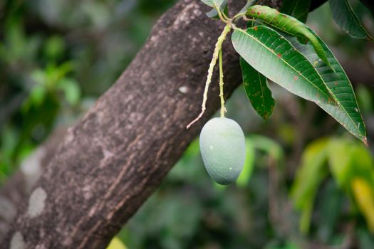 green unripe mangoes hanging on trees to the dense jungle showing this exotic sweet fruit that grows in India, asia