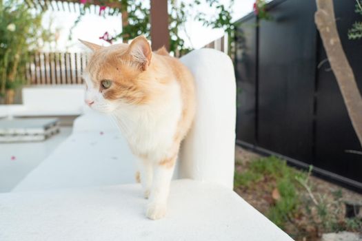 Black and orange cat standing on a white bench