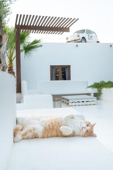 Black and orange cat lying on a white bench