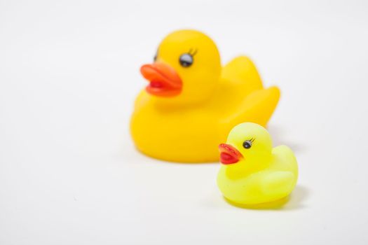 Yellow rubber ducks family isolated on white, copy space