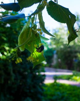 Close up of the clusters of blooming flowers of common life Tilia x europaea, also known as linden, basswood, lime tree, lime bush.bumblebee collects nectar, lime honey