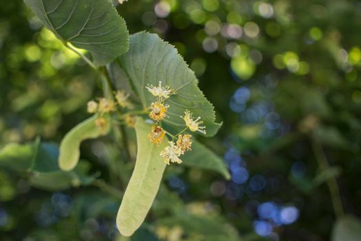 Close up of the clusters of blooming flowers of common life Tilia x europaea, also known as linden, basswood, lime tree, lime bush.bumblebee collects nectar, lime honey