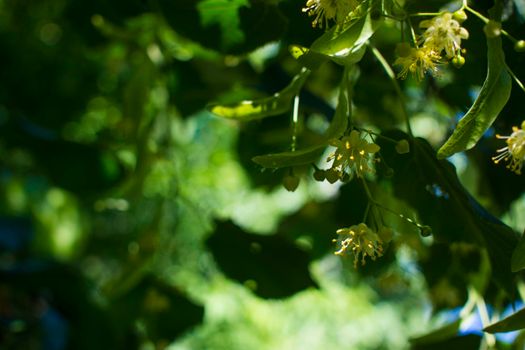 Close up of the clusters of blooming flowers of common life Tilia x europaea, also known as linden, basswood, lime tree, lime bush.bumblebee collects nectar, lime honey