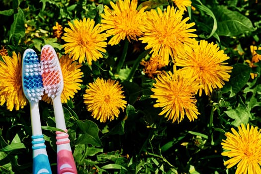 a small brush with a long handle, used for cleaning the teeth. Two toothbrushes on a green and yellow dandelion carpet.