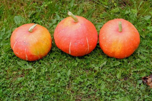 Large and Small Ripe Orange Pumpkins Used as Decorations on Grass Lawn Rack Focus