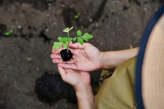 Selective focus on young green leaves of sprouted tomato seedlings with roots in black earth, in farmer's hands. Eco farm concept. Organic farming business. Sowing, planting, growing, harvesting