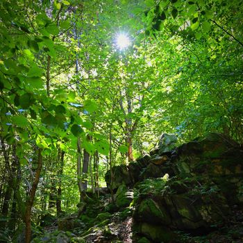 Beautiful nature with forest and sun. Green background - concept for environment and landscape.