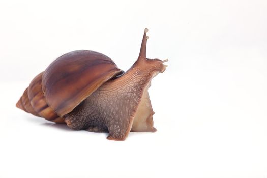 big grape snail look forward macro isolated on white