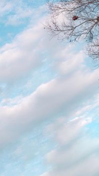Atmosphere calm sky cloud panorama background Dry tree branches Autumn summer end progress regress life concept.