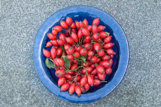 blue plate with red rosehip harvest, autumn berry picking. High quality photo