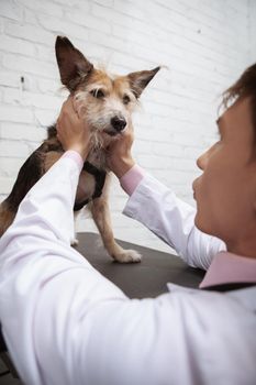 Vertical low angle shot of a cute fluffy dog examined by male veterinarian