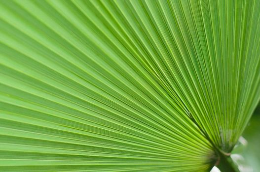 abstract texture Fans of light green palm leaf, natural leafy background High quality photo