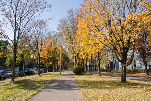 bike path in the park among autumn leaf fall, golden and yellow leaves on the trees. High quality photo