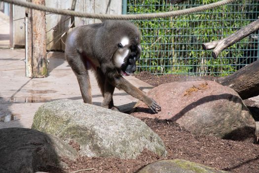 colorful mandril dril monkey with a black muzzle and a blue-pink rainbow booty in the green zoo wuppertal germany, in an aviary behind glass. High quality photo