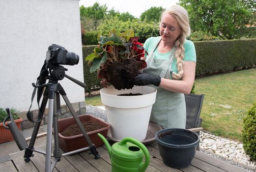 middle aged blonde woman hosts broadcast for her social media blog on gardening how to transplant seedlings of red begonia flower into a large pot. High quality photo