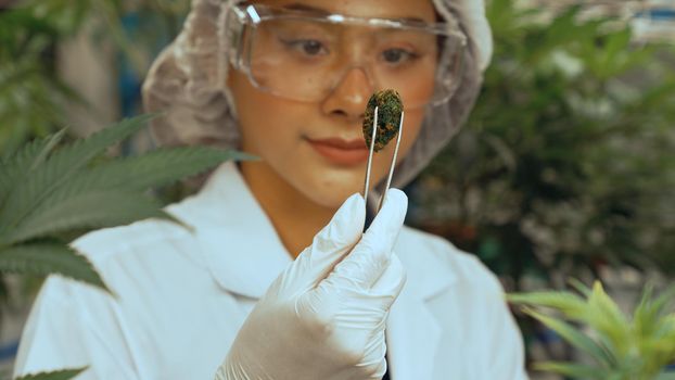 Scientist test cannabis product in curative indoor cannabis farm with scientific equipment before harvesting to produce cannabis products