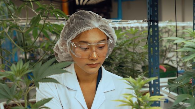 Scientist test cannabis product in curative indoor cannabis farm with scientific equipment before harvesting to produce cannabis products