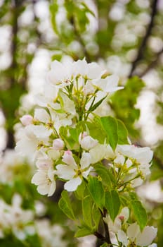 Spring blossom: branch of a blossoming apple tree on garden background